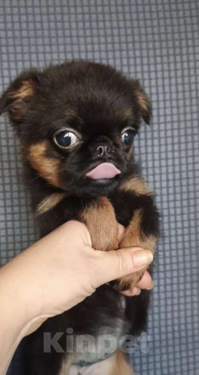 Собаки в Москве: Девочка пти-брабансон Девочка, 50 000 руб. - фото 4