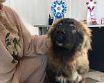 Собаки в Екатеринбурге: Подрощенный щенок кавказской овчарки Девочка, 40 000 руб. - фото 2