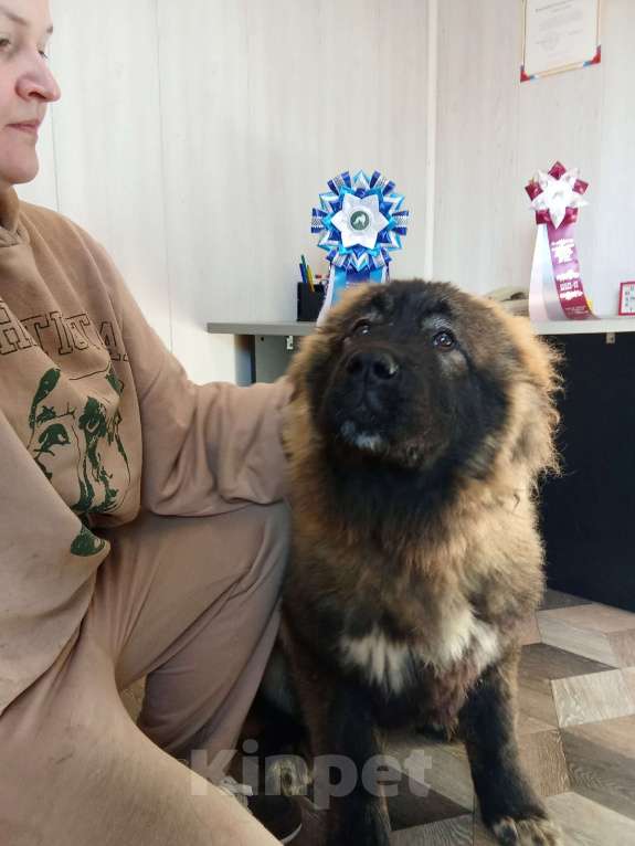 Собаки в Екатеринбурге: Подрощенный щенок кавказской овчарки Девочка, 40 000 руб. - фото 2