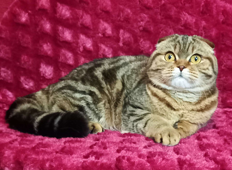 шотландская черная мраморная кошечка фолд