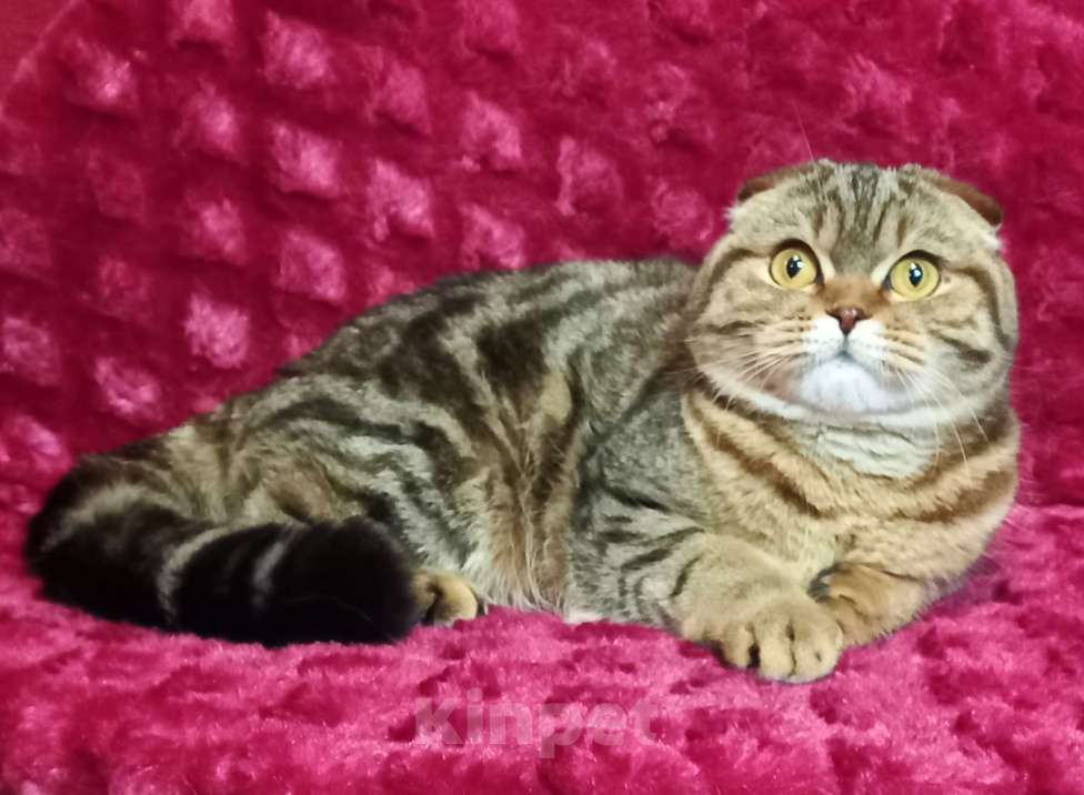 Кошки в Санкт-Петербурге: шотландская черная мраморная кошечка фолд Девочка, 40 000 руб. - фото 1