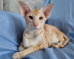 Кошки в Рязани: Ориентальный котенок Мальчик, Бесплатно - фото 3