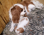 Собаки в Москве: Кавалер Кинг Чарльз спаниель  3года.  Девочка, 60 000 руб. - фото 3