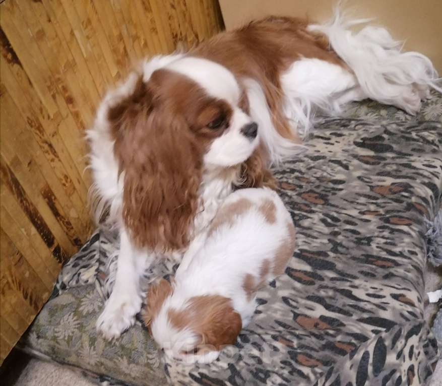 Собаки в Москве: Кавалер Кинг Чарльз спаниель  3года.  Девочка, 60 000 руб. - фото 3