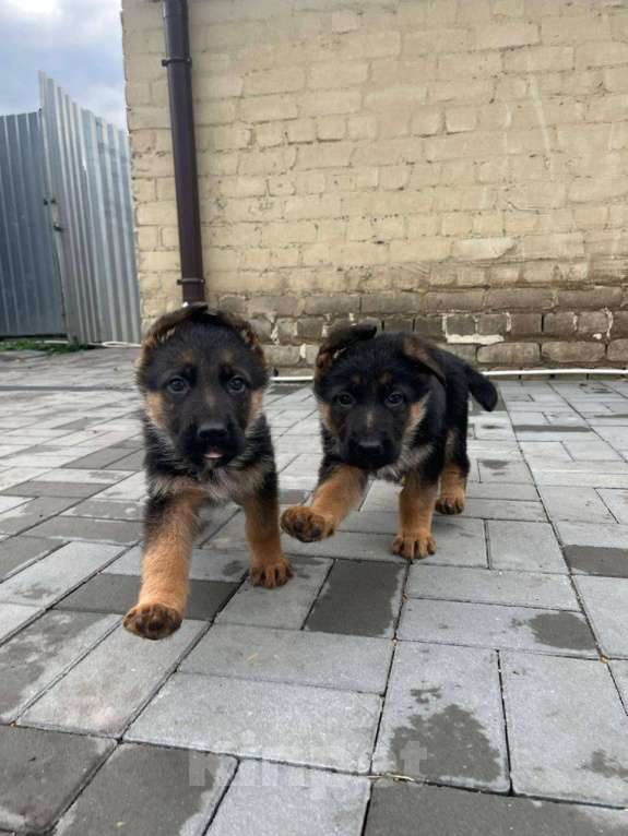 Собаки в Липецке: Немецкая овчарка, щенок Мальчик, 34 000 руб. - фото 2