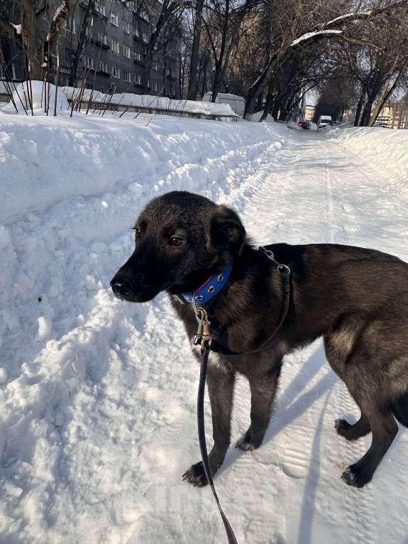 Собаки в Уфе: Щенок Мальчик, 200 руб. - фото 4