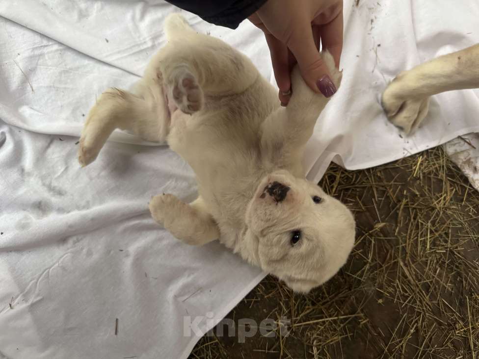 Собаки в Красноярске: Щенок среднеазиатской овчарки (алабай)  Мальчик, 50 000 руб. - фото 2