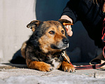 Собаки в Дмитрове: Вовик в добрые руки Мальчик, Бесплатно - фото 6