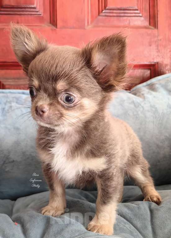 Собаки в Краснодаре: Щенок чихуахуа 6 мес. Мальчик, 50 000 руб. - фото 4