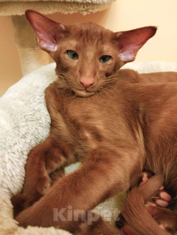 Кошки в Москве: Ориентальные котята Мальчик, 40 000 руб. - фото 2