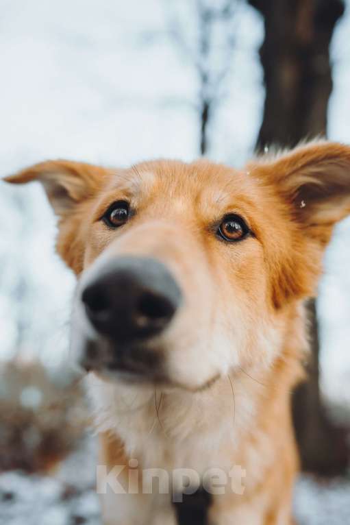 Собаки в Москве: Удивительный Яша ищет дом Мальчик, Бесплатно - фото 10