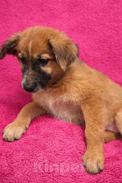 Собаки в Химках: Девочка Мия Девочка, Бесплатно - фото 5