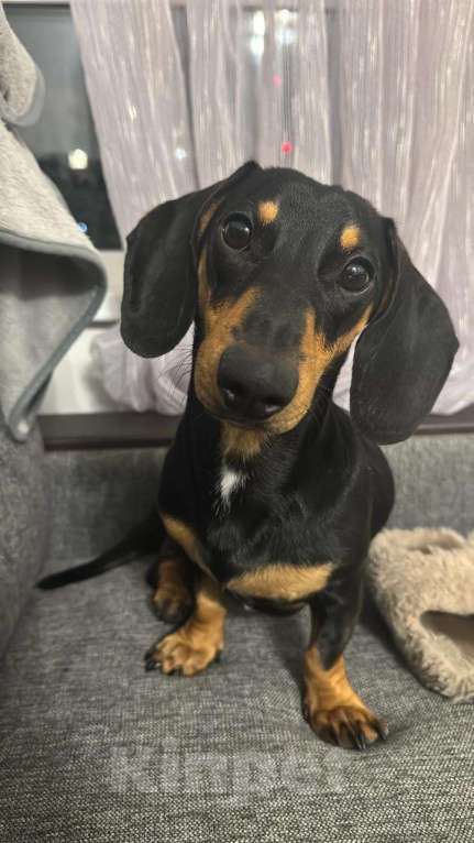 Собаки в других городах Калужской области: Пропала собака !  Мальчик, 20 000 руб. - фото 3