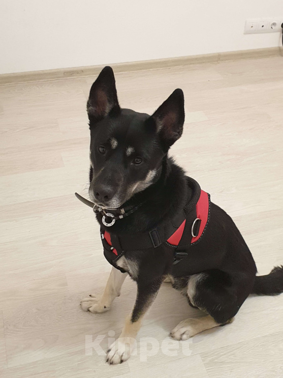 Собаки в Москве: Собака в добрые руки Мальчик, Бесплатно - фото 8