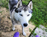 Собаки в Дзержинске: Вязка сибирский хаски, 2 500 руб. - фото 2