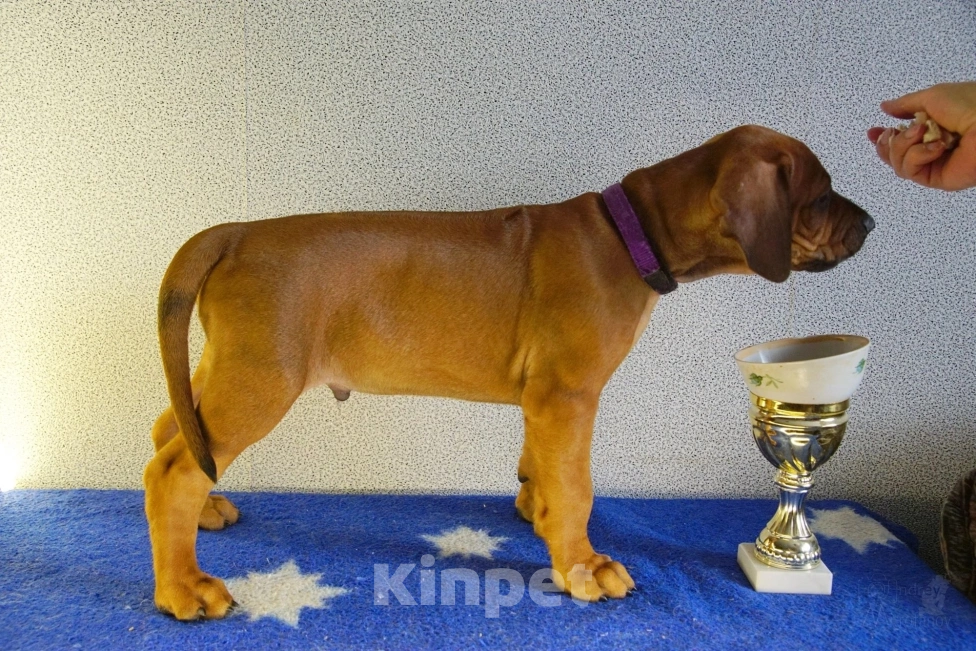 Собаки в Кумертау: Родезийский риджбек щенок Мальчик, Бесплатно - фото 2