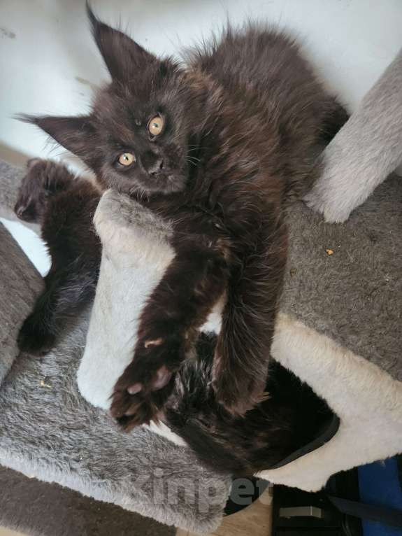 Кошки в Москве: Мейнкун Мальчик, 45 000 руб. - фото 3