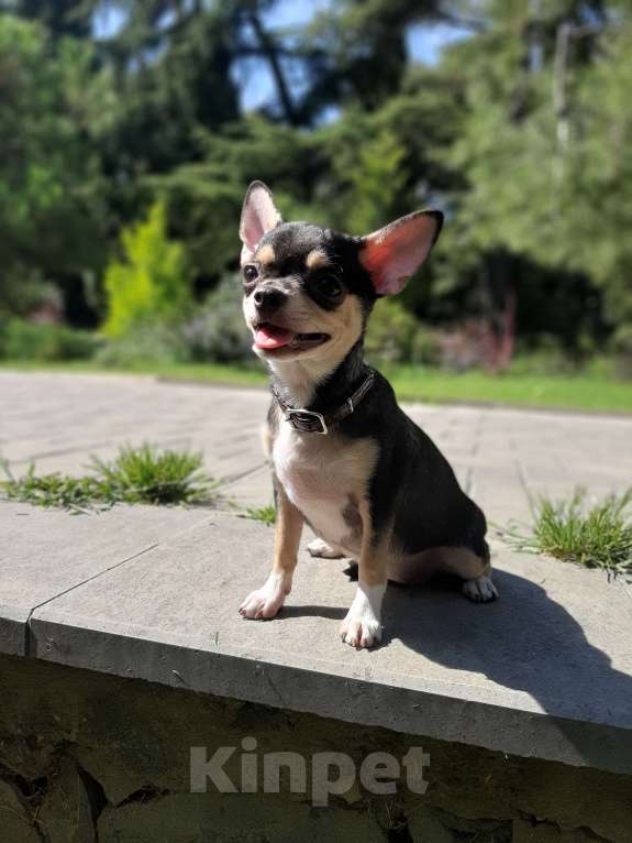 Собаки в Ялте: Чихуахуа подрощенная девочка Девочка, 40 000 руб. - фото 10