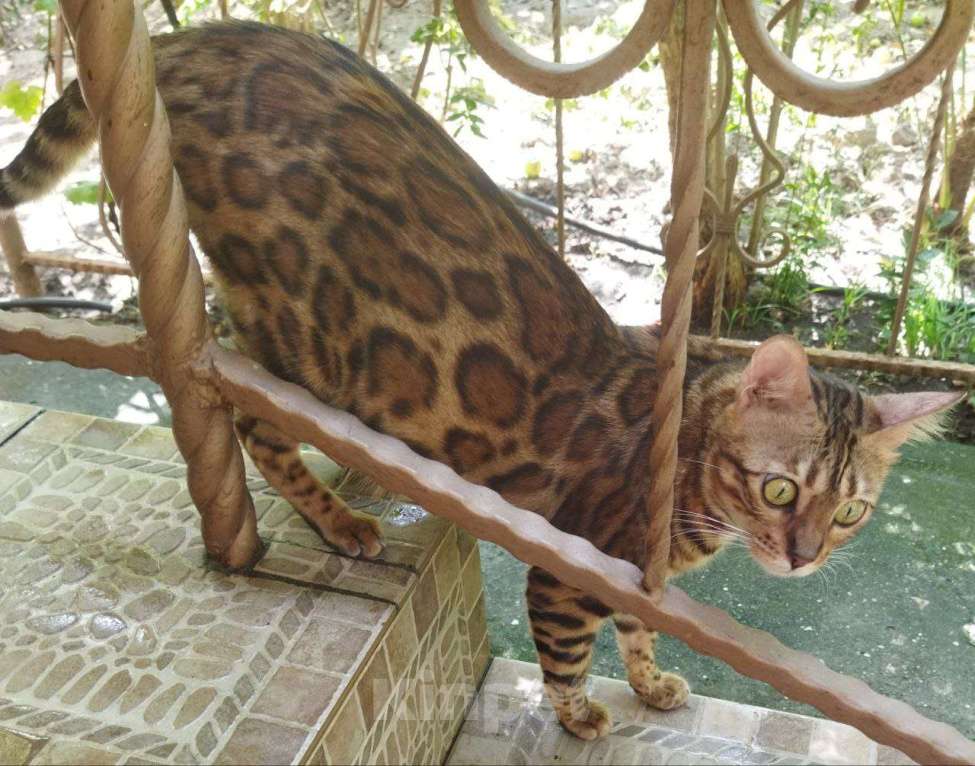 Кошки в Алуште: Бенгальские котята с документами Девочка, Бесплатно - фото 2