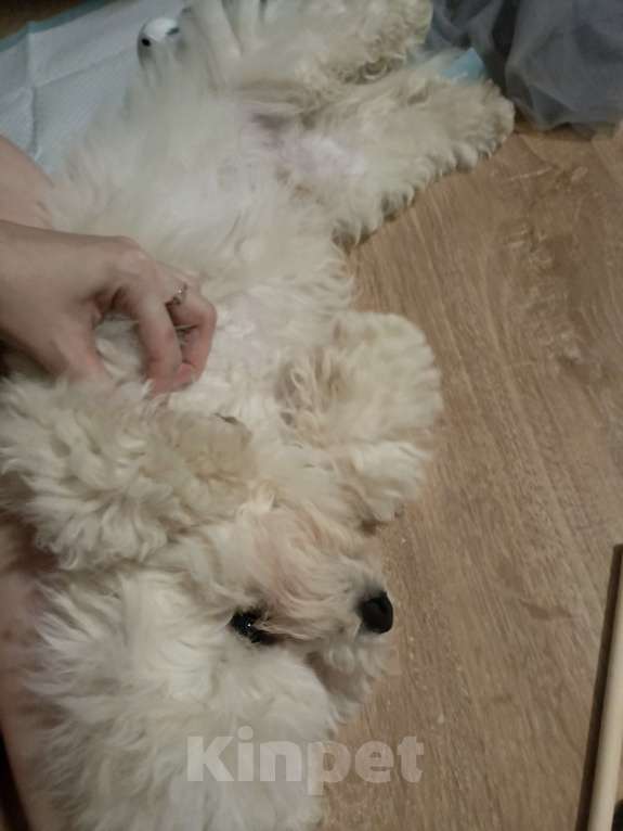 Собаки в Балашихе: Бишон фризе щенок Мальчик, 40 000 руб. - фото 3