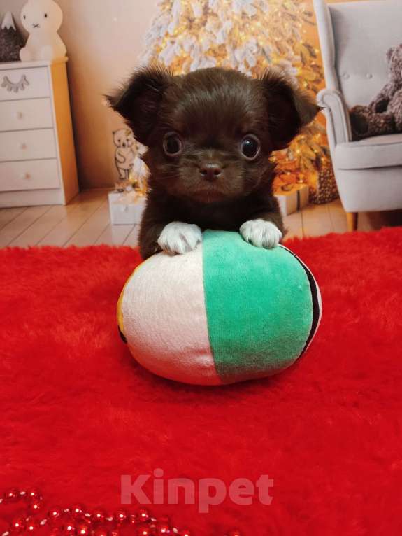 Собаки в Санкт-Петербурге: Шоколадная девочка Девочка, 80 000 руб. - фото 4