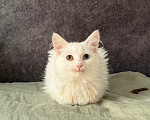 Кошки в Москве: Котенок в добрые руки Девочка, Бесплатно - фото 1