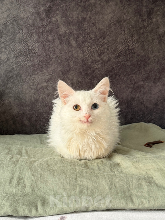 Кошки в Москве: Котенок в добрые руки Девочка, Бесплатно - фото 1