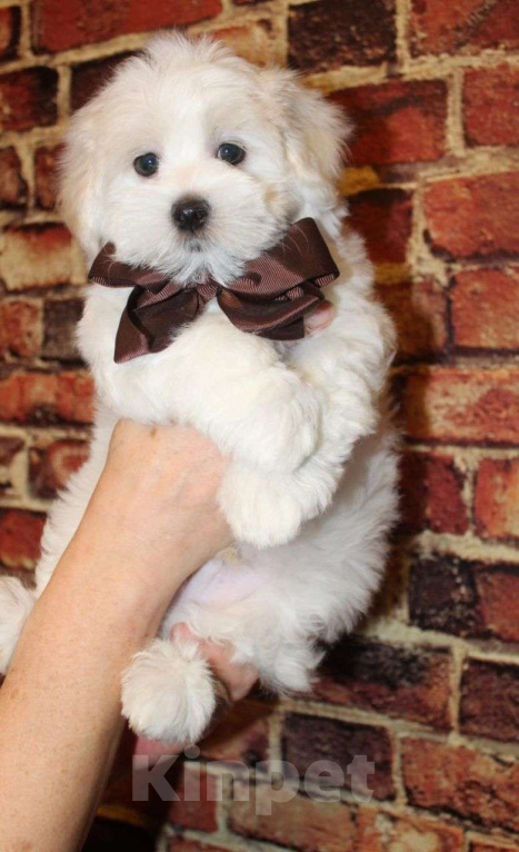 Собаки в Москве: Малыш Мальтипу f2 Мальчик, 60 000 руб. - фото 1