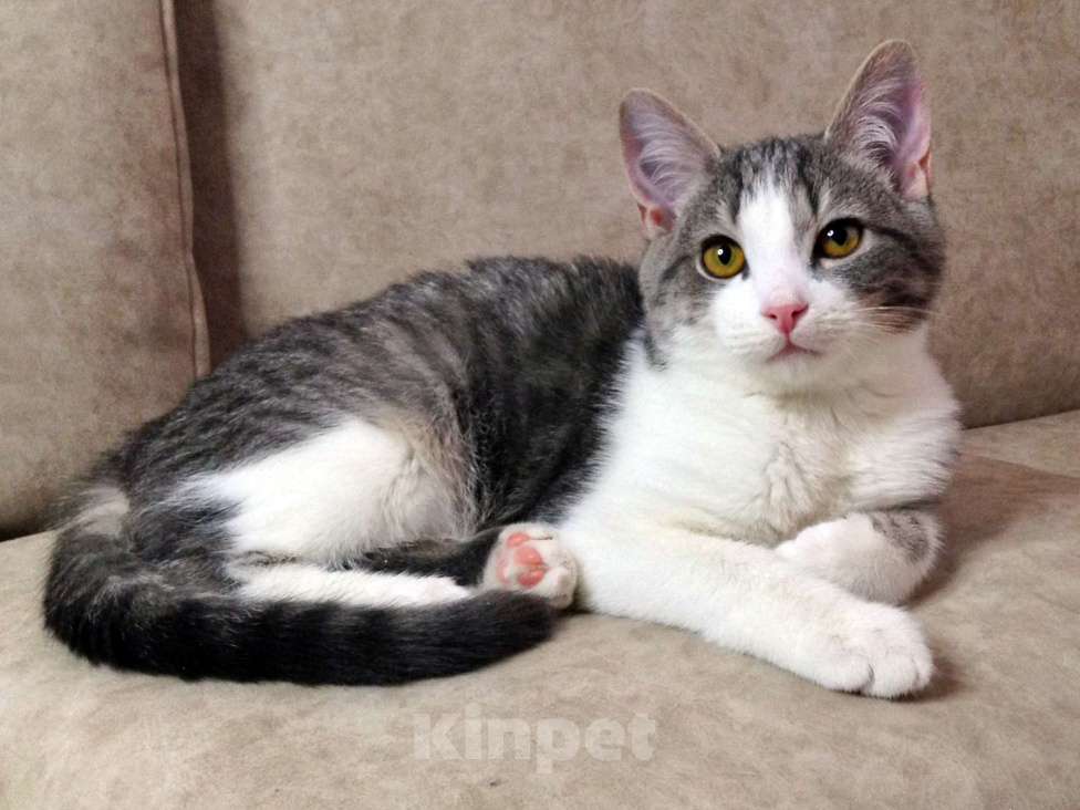 Кошки в Москве: Котенок Огюст в любящую семью Мальчик, Бесплатно - фото 2