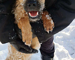 Собаки в Краснодаре: отдам щенка в добрые руки бесплатно Девочка, 1 руб. - фото 6