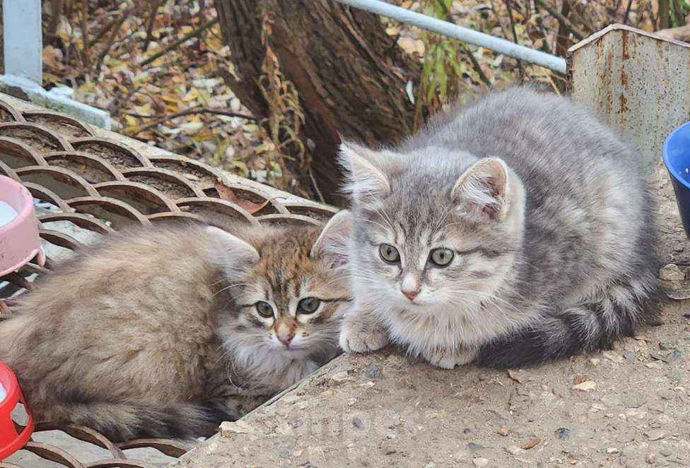 Кошки в Москве: Пушистые котята в добрые руки, 2 месяца Девочка, Бесплатно - фото 1