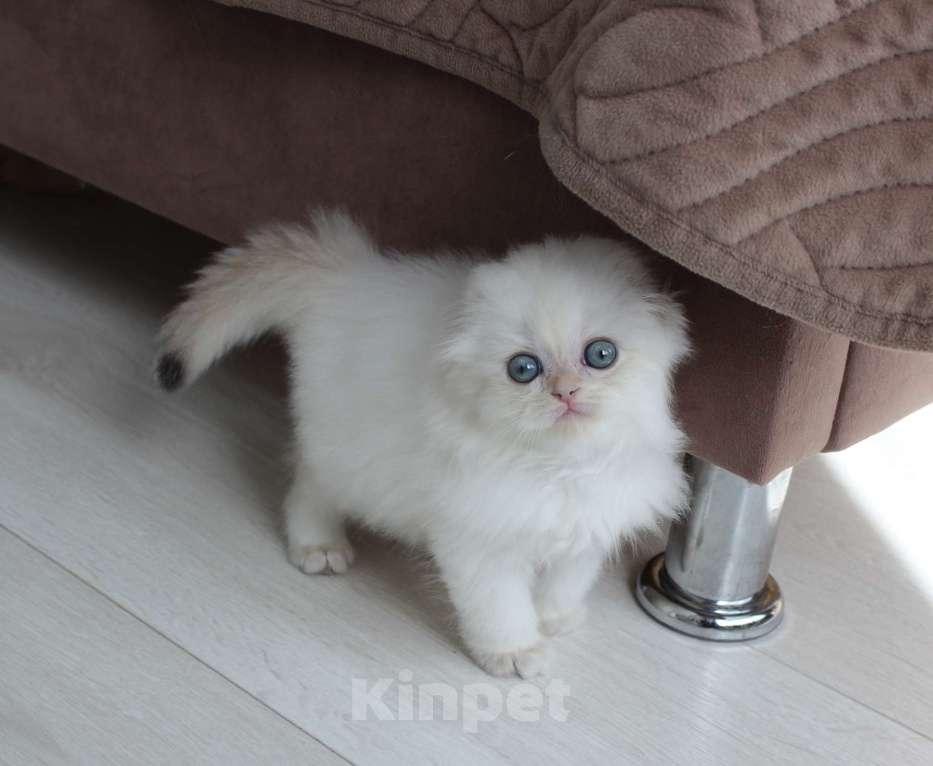 Кошки в Казани: Котик Мальчик, 35 000 руб. - фото 2