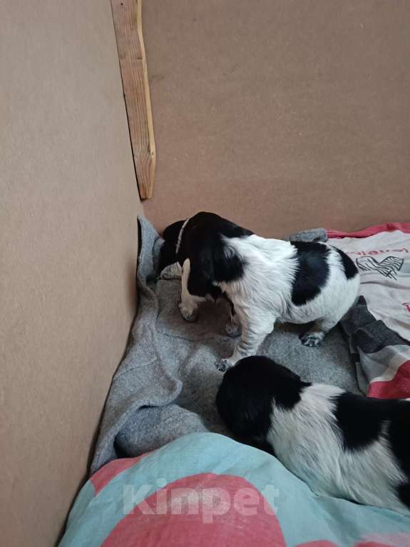 Собаки в других городах Владимирской области: Щенок  девочка Девочка, 39 000 руб. - фото 3