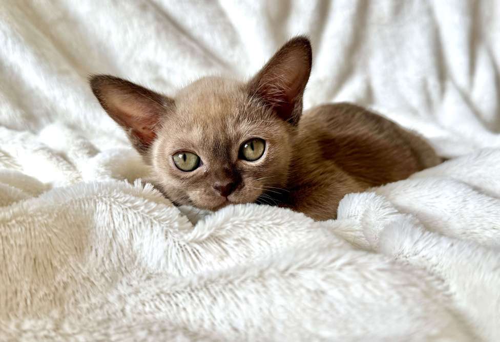 Кошки в Москве: Бурманская девочка Аллегра. Бронирование! Девочка, 100 000 руб. - фото 2