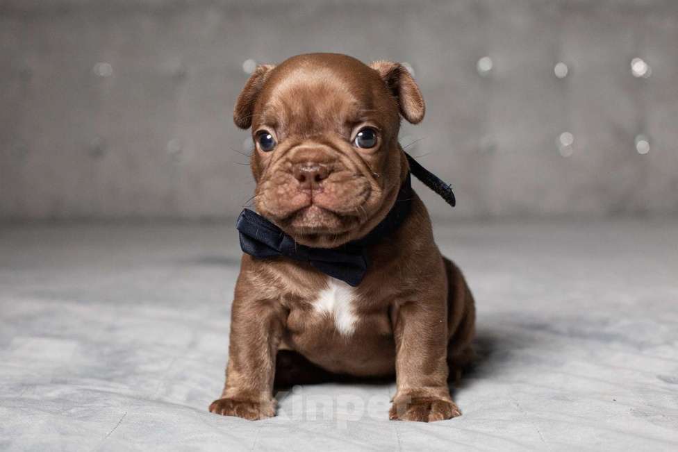 Собаки в Москве: Французский бульдог, щенок Мальчик, 70 000 руб. - фото 7