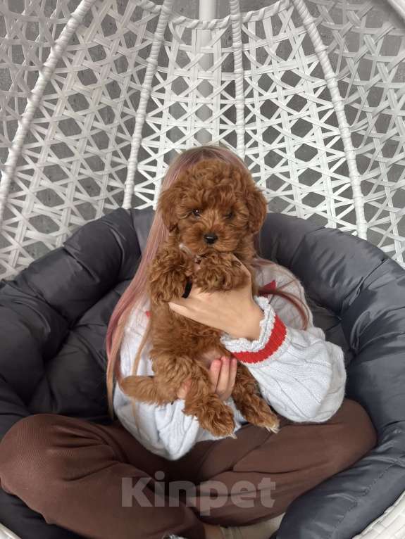 Собаки в Гатчине: Мальтипу Девочка, 80 000 руб. - фото 2