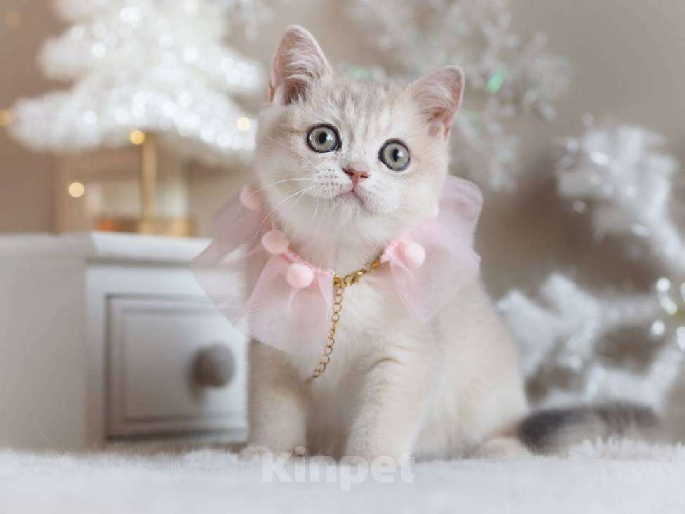 Кошки в Москве: Британская девочка Аура Девочка, 100 000 руб. - фото 9