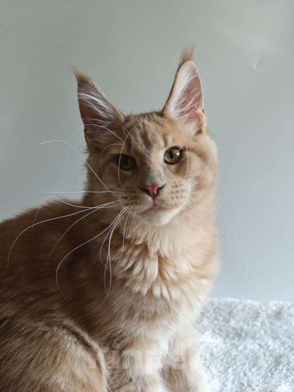 Кошки в Чайковском: Мальчик Мейн кун. MCO окрас - e 09 кремовый с белым Мальчик, 45 000 руб. - фото 4