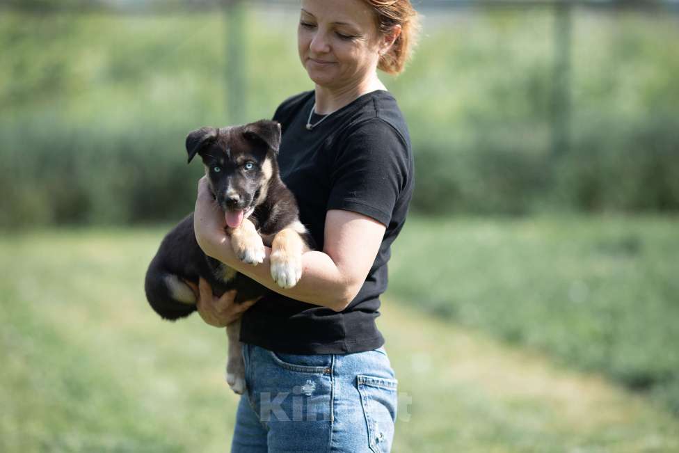 Собаки в Москве: Малу, маленький метис хаски Девочка, Бесплатно - фото 7