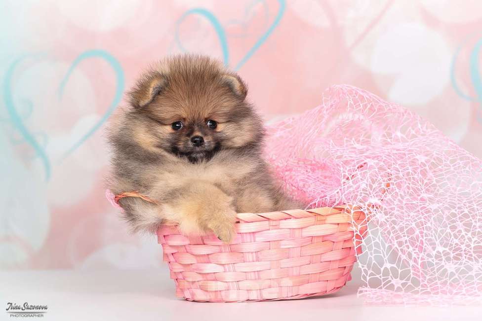 Собаки в Москве: Шпиц померанский с подарками Девочка, Бесплатно - фото 4