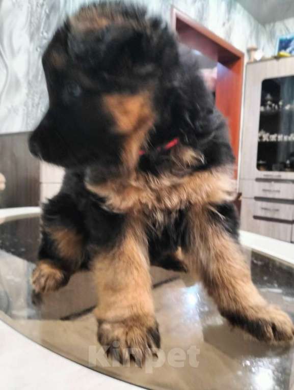 Собаки в других городах Красноярского края: Холли Девочка, 30 000 руб. - фото 3