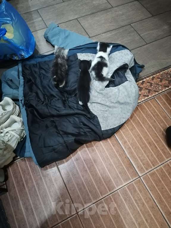 Кошки в Пензе: Отдам котят в добрые руки Мальчик, Бесплатно - фото 3