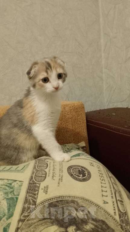 Кошки в Мытищах: Продаю котенка Девочка, 1 500 руб. - фото 1