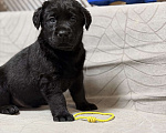 Собаки в других городах Московской области: Черный щенок лабрадора Мальчик, 80 000 руб. - фото 4