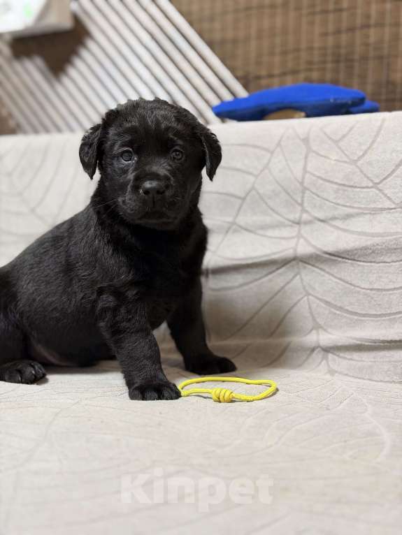Собаки в других городах Московской области: Черный щенок лабрадора Мальчик, 80 000 руб. - фото 4