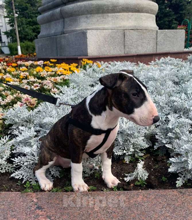 Собаки в Москве: бультерьер стандартный Девочка, 80 000 руб. - фото 5