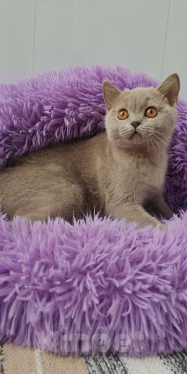 Кошки в Санкт-Петербурге: Британская кошечка Девочка, 40 000 руб. - фото 1