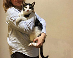 Кошки в Москве: Шикарный, крупный кот Том.  Мальчик, 10 руб. - фото 1