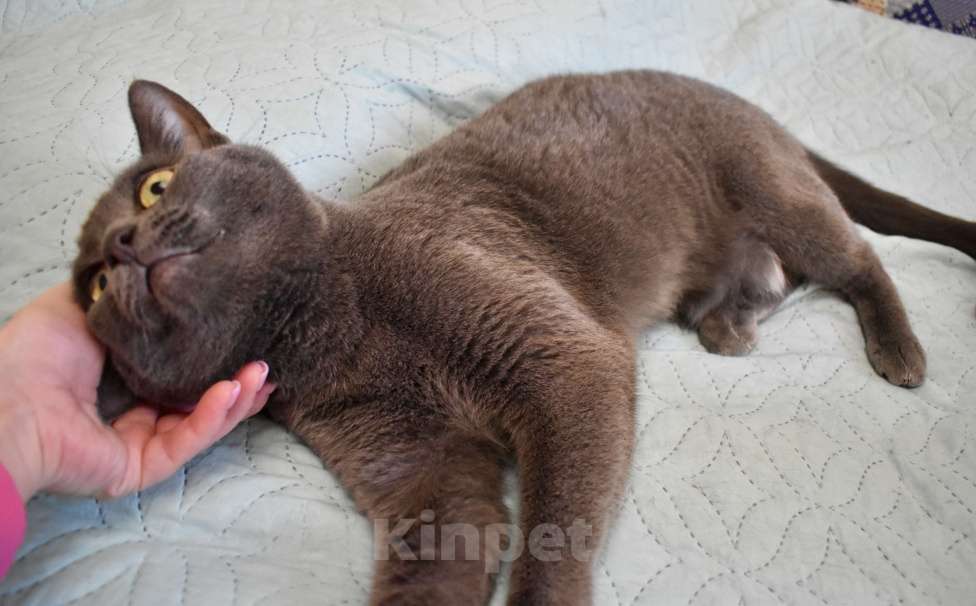 Кошки в Москве: Ищу дом для идеального кота Ластика. Характер прилагается. Мальчик, 500 руб. - фото 4