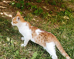 Кошки в Мытищах: Атос с поисках дома Мальчик, 10 руб. - фото 4